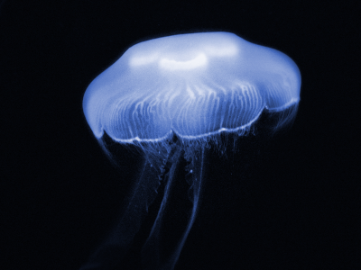 Moon jellyfish