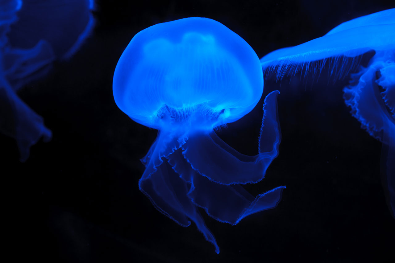 moon jellyfish